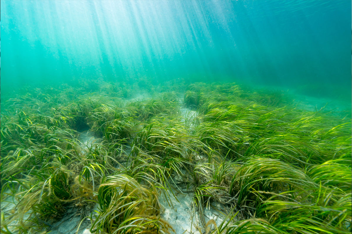 We supported Wildlife & Countryside Link, co-ordinating groups working to protect our oceans from pollution and over-fishing Project image